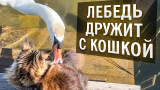 Лебедь и кошка, история отношений!