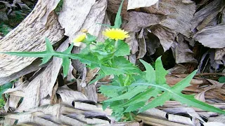 1 folha dessa planta vale uma mina de ouro !!
