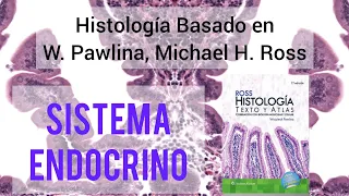 Histología del Sistema Endocrino | Glándulas Endocrinas al Microscopio y su Función