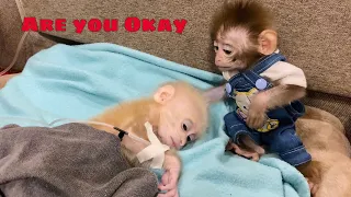 Pika monkey came to visit the injured and very weak baby monkey