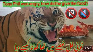 Feeding k lye tareka sekhen lions ko kesy smbhala jata ha |Asif shero wala|