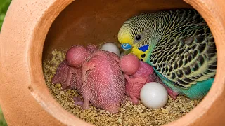🔴 Live Budgies Stream | Baby Budgies Feeding Inside Clay Pot 24/7 🐦 Bird Live Cam