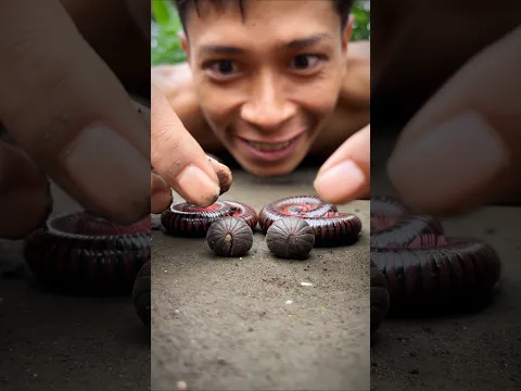 Be quiet and don't blink, Placing cute pill millipedes on top of cute millipedes #shortvideo