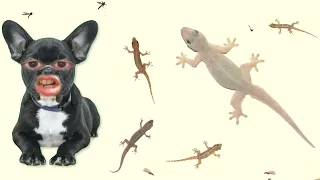 เพลงจุ๊ จุ๊ จิ้งจก | เพลงกล่อมเด็ก | แมวร้องเพลง by KidFun