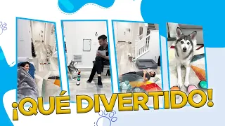 😂 4 Minutos de las locuras más "perras" de Sapphie