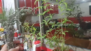 اذانبت شعربوجهكي اوتساقط شعر مقدمة راسك تناول ورق هذه الشجرة