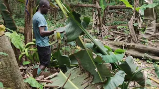La récolte de nos plantains