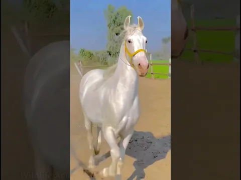 Most Beautiful Horse In The World.