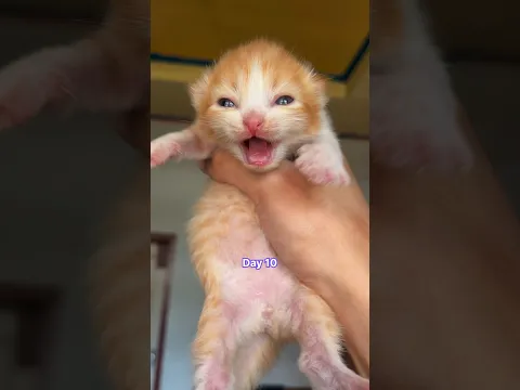 Timelapse Kitten 1 Days to 60 Days 😁 #kucinglucu #kucing #kitten #catlover #timelapsecat