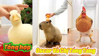 Gia Đình Nhiều Thú Cưng 😍😍 P3 #thúcưng #vậtnuôi #chómèohàihước #funny