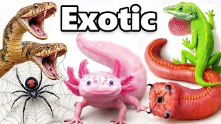 My Craziest Pets of 2025!