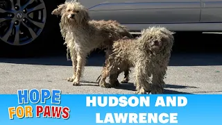 Two homeless dogs, one of them missing HALF of his leg! #story