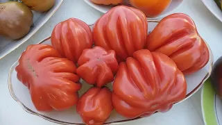 Презентация лучших сортов томатов 2022 года! (часть 3)