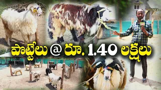 50 జీవాలతో పొట్టేళ్ల ఫామ్ | ఒక్కోటి 70 - 90 కేజీలు | Pottella Pampakam | Sheep Farming | DK Reddy