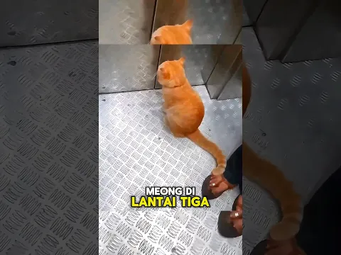 Kucing Oren Langganan Naik Lift😊🐱