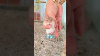 LoHa Pet Shop ship chuột hamster siêu hiền siêu cute và túi đeo cho khách #Shorts