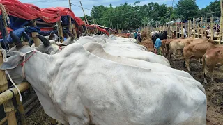 কুরবানির গরু বাজার।