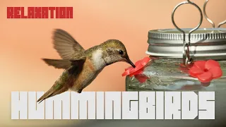 Hummingbird Feeder Activity | Relaxation Bird Video
