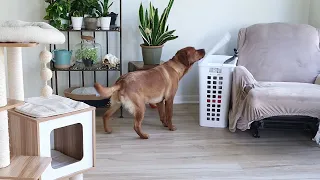 Dog Sets a Trap for the Cat, Then Cat Gets Revenge