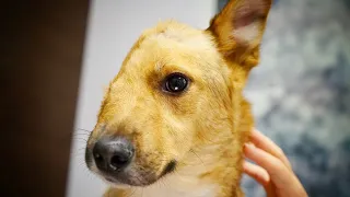 Dog loses half his face in brutal attack! You won’t believe what happened next…