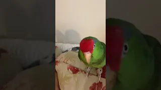 #parrot #pericos #cotorro #animals