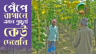 পেঁপে আবাদে ভাগ্য পাল্টেছে আবু বক্কর সিদ্দিকের | Shykh Seraj | Bangladesh Television |