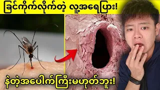 သာမန်မျက်စိနဲ့မမြင်နိုင်ပဲ microscope နဲ့ချဲ့ကြည့်မှာ မြင်နိုင်မယ့် ထူးထူးဆန်းဆန်းအရာများ😱😱😱