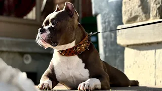 Pitbull traning #youtube
