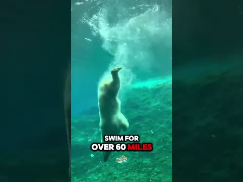 Not Just Teddy Bears