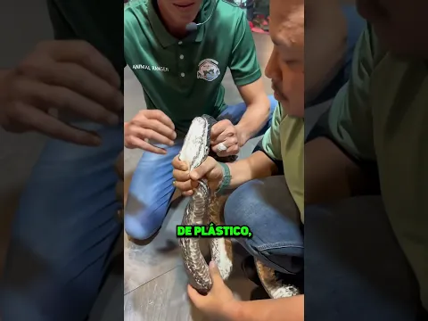 ¿Sabías Que Las Serpientes Tienen Más De 2 Dientes? 🐍😳🦷