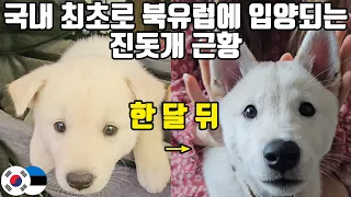 북유럽 최초의 진돗개는 지금 어떻게 지내고 있을까?!