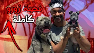 الاساسيات لجعل اي كلب مطيع !