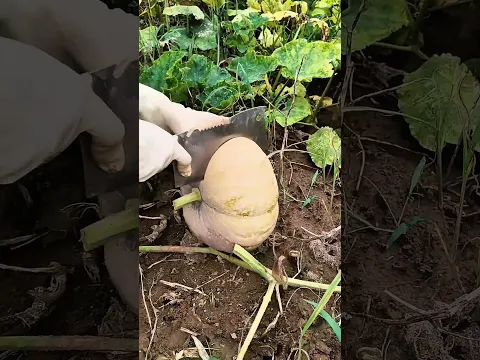 Giant Pumpkin Cutting | Farm Fresh Harvest #satisfying #viral #cuttingvhfo