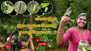 மீண்டும் இயற்கையோடு வாழ்வோமா🧐🧐 Butterfly Life Cycle with Village Children #nature #allwinjilly