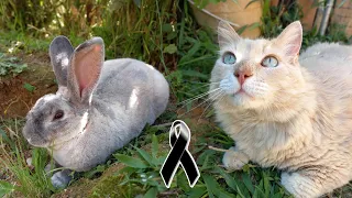 Qué le pasó a mi gato Niebla y al conejo Orejacio ¿De qué se enfermaron?