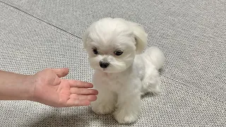 아빠한테는 손 안 주는 말티쥬..