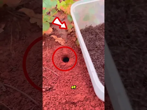 Une fourmi qui vaut beaucoup d’argent 🤯