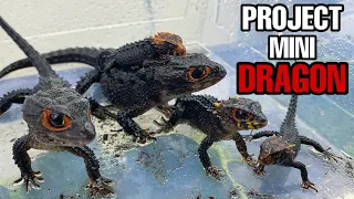 Project Mini Dragon UPDATE! All of my Red-Eyed Crocodile Skinks