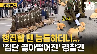 행진할 땐 늠름하더니… 끝나자마자 '집단 곯아떨어진' 경찰견｜ TJB 대전·세종·충남뉴스