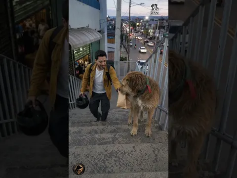 ❤️🐶 Caminó toda la ciudad sin probar la comida… por una razón increíble