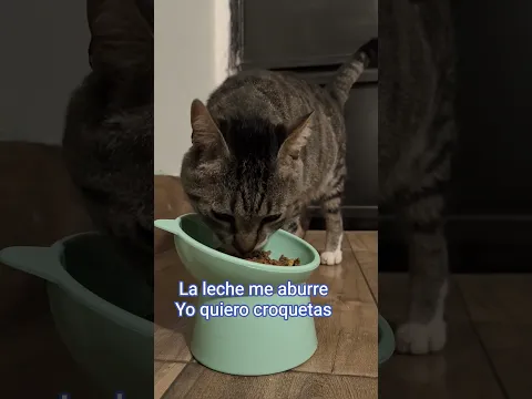Gatito comiendo croquetas gracioso 🐱😹 #shorts #gatostiernos"