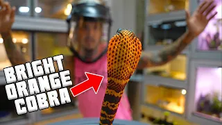 INSANE Spitting Cobras try to KILL me!! *SOAKED in VENOM* CLOSE CALLS