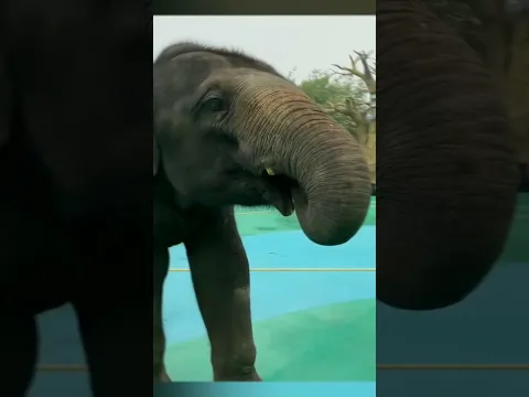 হাতির মল সে কেন করছে সংগ্রহ | Why is he collecting elephant dung