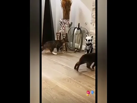 animal funny  Videos