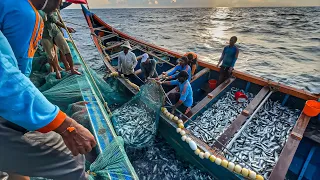 Amazing‼️THE BIGGEST CATCH EVER!! 🤩Billions of Mackerel Fish Caught in Single Day! WOW👍