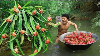 Turtle hunting meets dragon fruit,Dragon fruit grows by the river,Turtles survive in the mud
