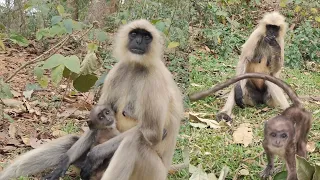 Langur baby hanuman vlog video