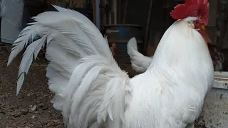 leghorn crowing rooster chicken