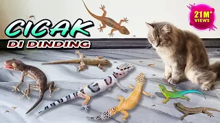 CICAK CICAK DI DINDING | Gecko Cicak Tokek VS Kucing Persia ~ Lagu Cicak - Lagu TerPopuler