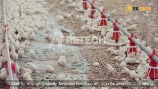 The Best Choice To Improve Chicken Farming Efficiency : Cage Chicken House - RETECH Farming